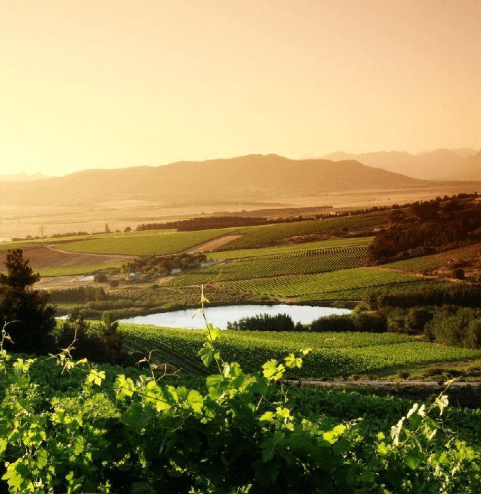 Vrymansfontein
